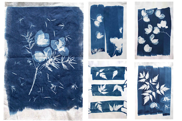 Les cyanotypes botaniques d&rsquo;Anna Atkins